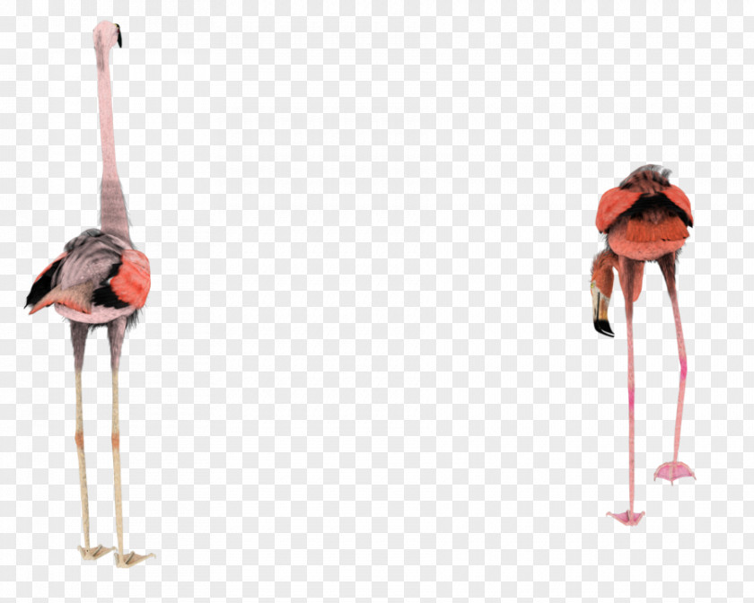 Flamingo Bird Rendering 3D Modeling PNG