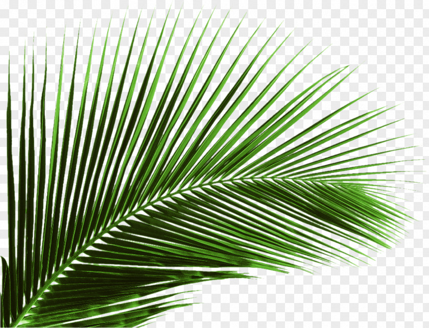 Green Banana Leaf Leaves Arecaceae Palm Branch Tree PNG