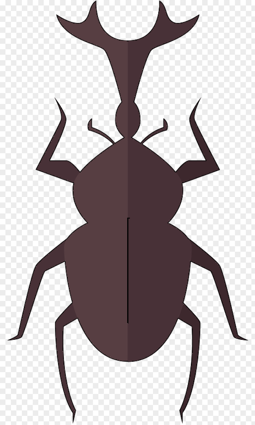 Insect Vector Graphics Illustration Euclidean PNG