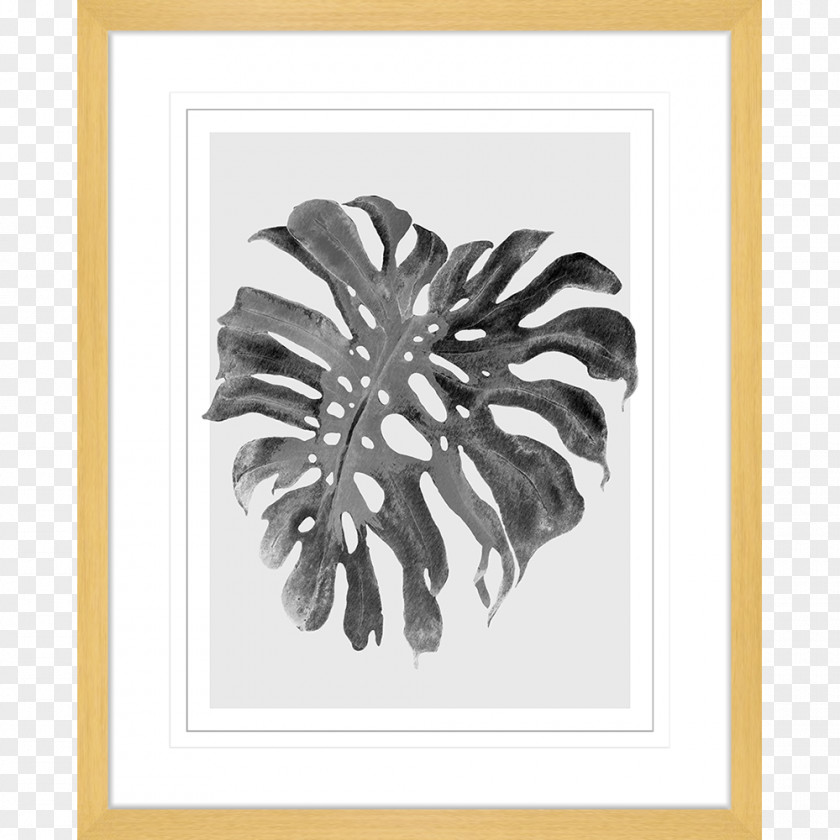 Monstera Picture Frames Kitchen Square Room Furniture PNG