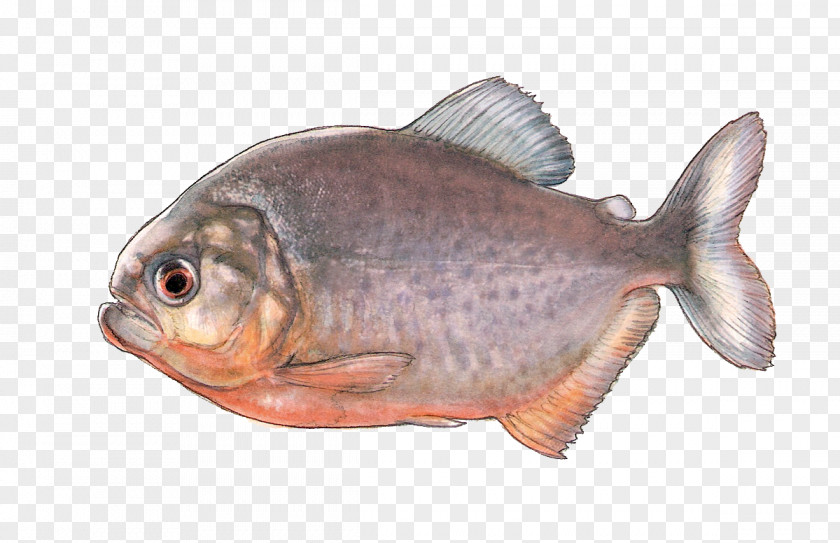 Fish Oily Products Fauna Tilapia PNG