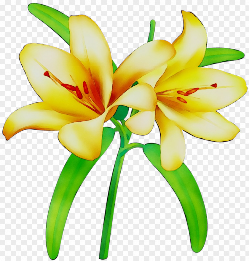Floristry Cut Flowers Yellow Plant Stem Petal PNG