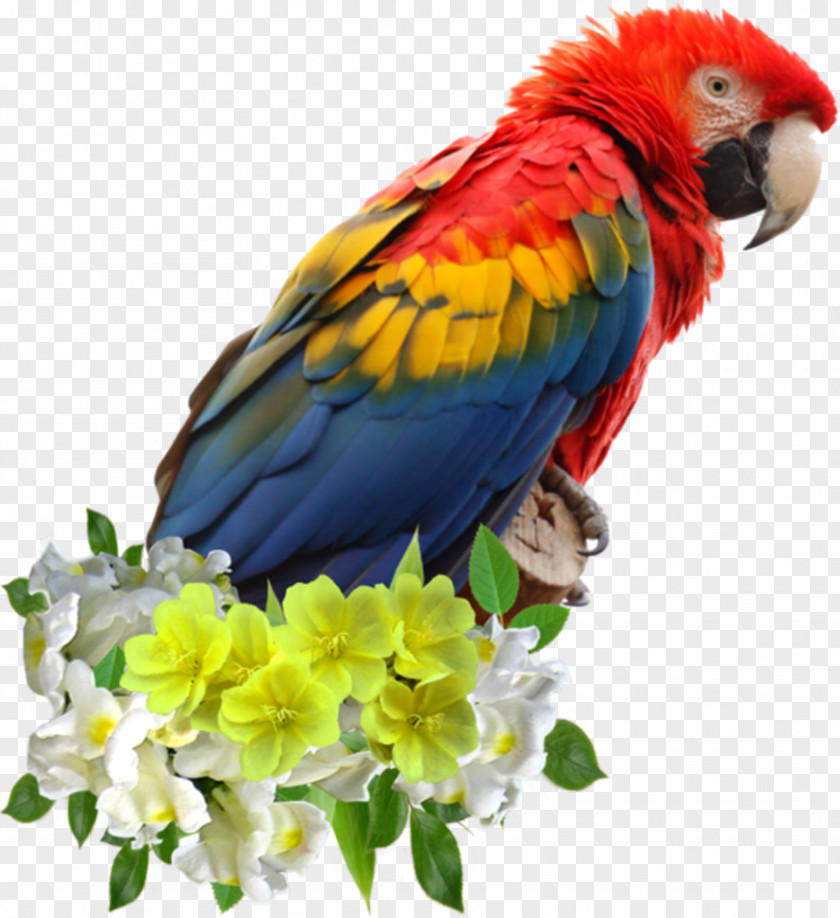Parrot Bird Macaw Clip Art PNG