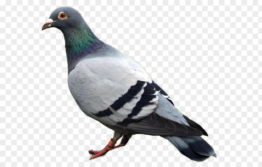 Pigeon Image Domestic Columbidae PNG