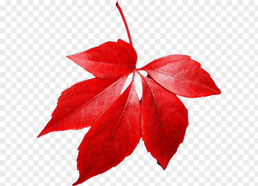Red Autumn Leaf Maple Color PNG