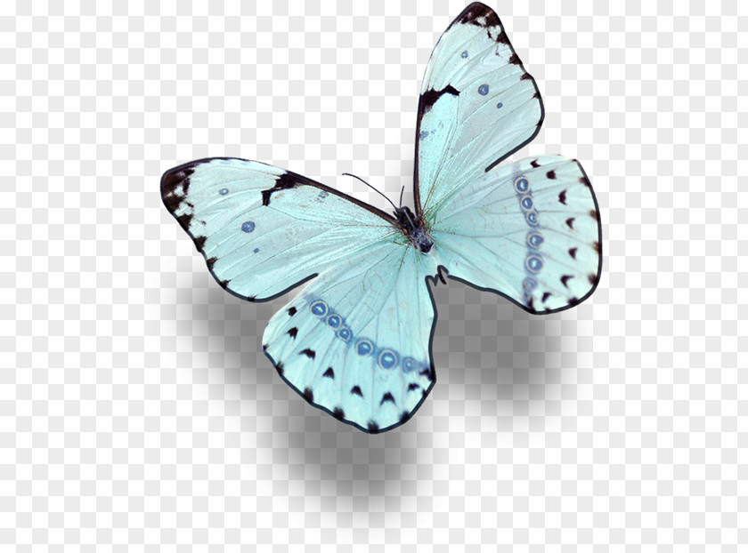 Butterfly Illustration Drawing PNG