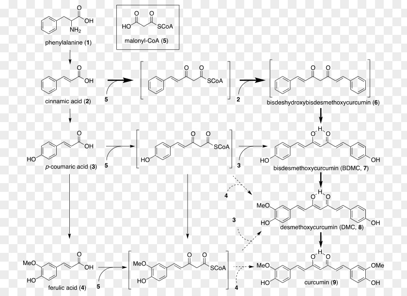 Cumin Turmeric Curcuminoid Biosynthesis Caryophyllene PNG