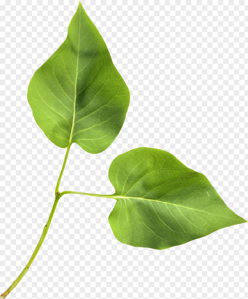 Green Leaf Plant Stem Blog Clip Art PNG