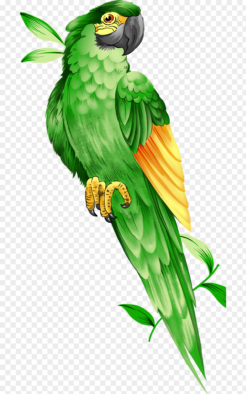 Parrot,Bako Amazon Parrot Bird Macaw Illustration PNG