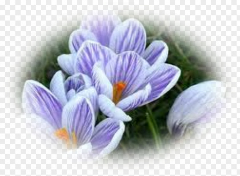 Crocus Flower Violet Plant Bulb PNG