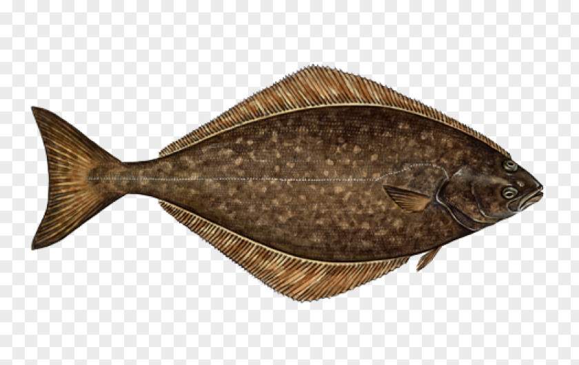 Fish Atlantic Halibut Flatfish Sustainable Seafood PNG