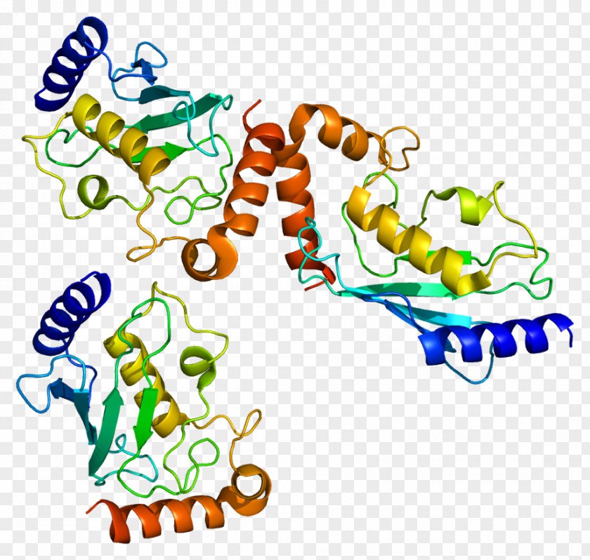 Protein ISG15 Anaphase-promoting Complex Ubiquitin-conjugating Enzyme PNG