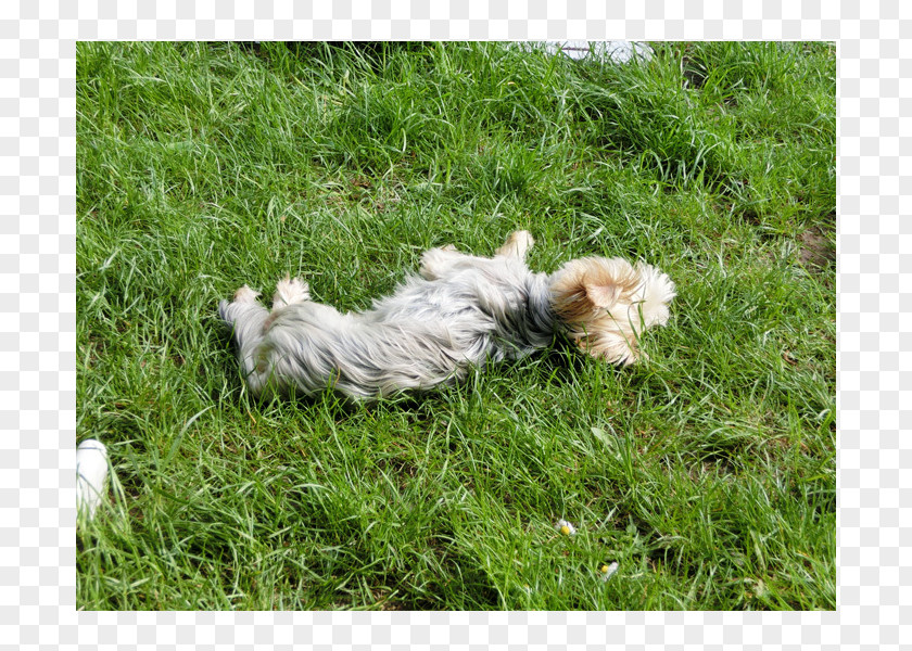 Rasen Cairn Terrier Glen Havanese Dog Shih Tzu Breed PNG