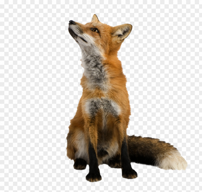 The Rise Of Fox Red Clip Art PNG