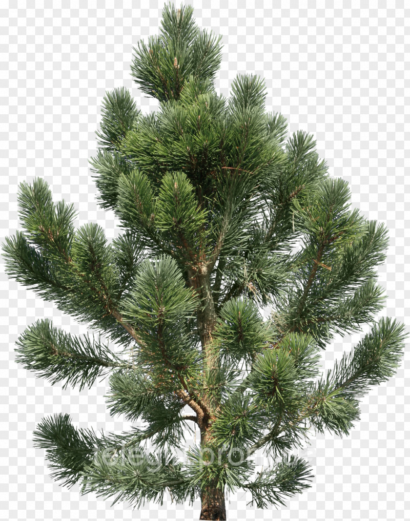 Tree Pine Fir Clip Art PNG