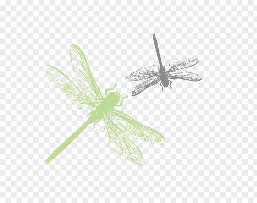 Vector Hand-painted Watercolor Dragonfly Insect Green Pattern PNG