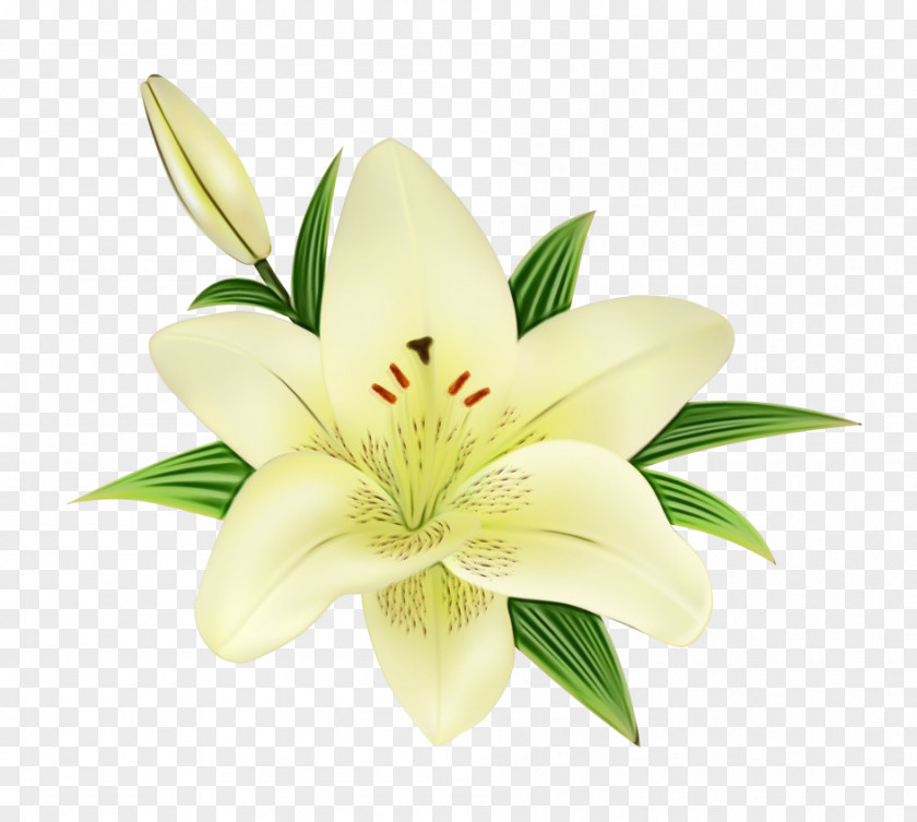 Flower Lily Petal Plant Stargazer PNG