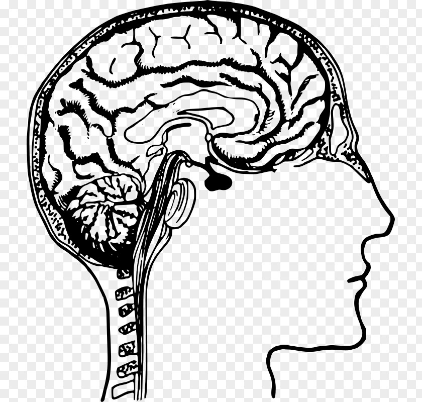 Human Brain Free Content Diagram Clip Art PNG