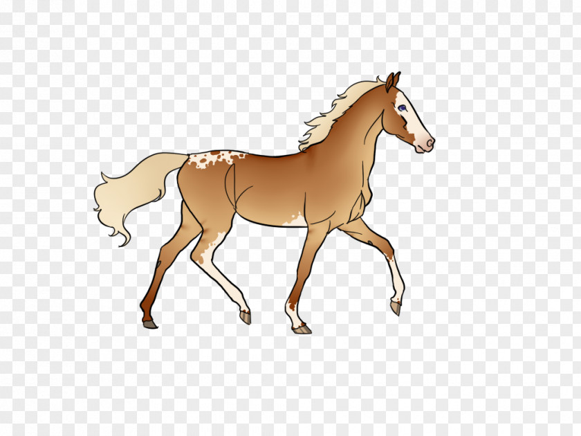 Mustang Foal Stallion Colt Mare PNG