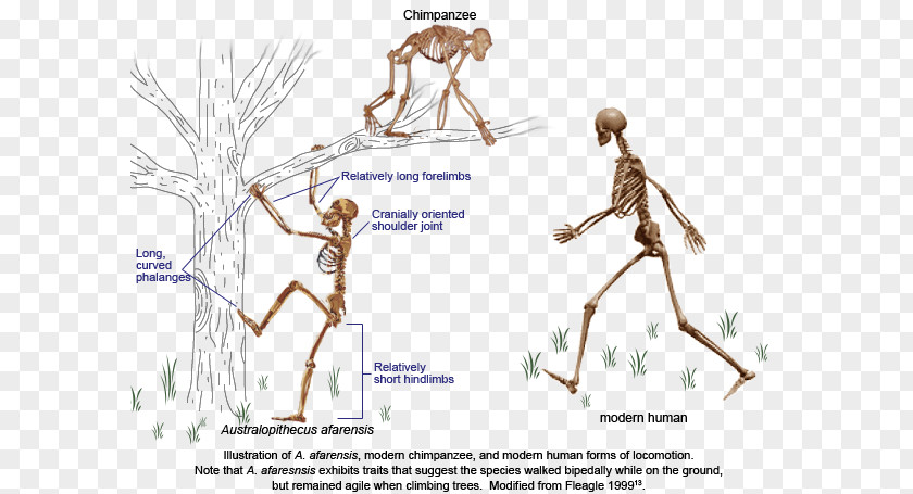 Structural Combination Chimpanzee Neanderthal Primate Bipedalism Human Evolution PNG