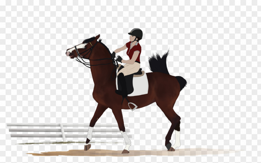 Mustang Stallion Hunt Seat Rein Mare PNG