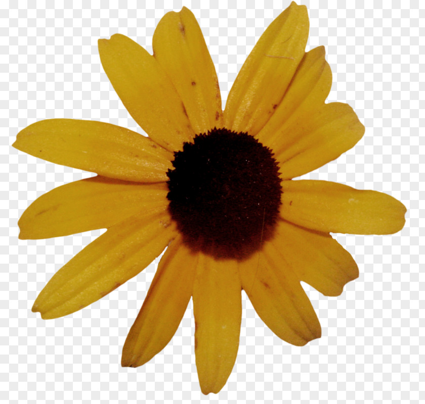 Sunflower Sketch Drawing Common PNG