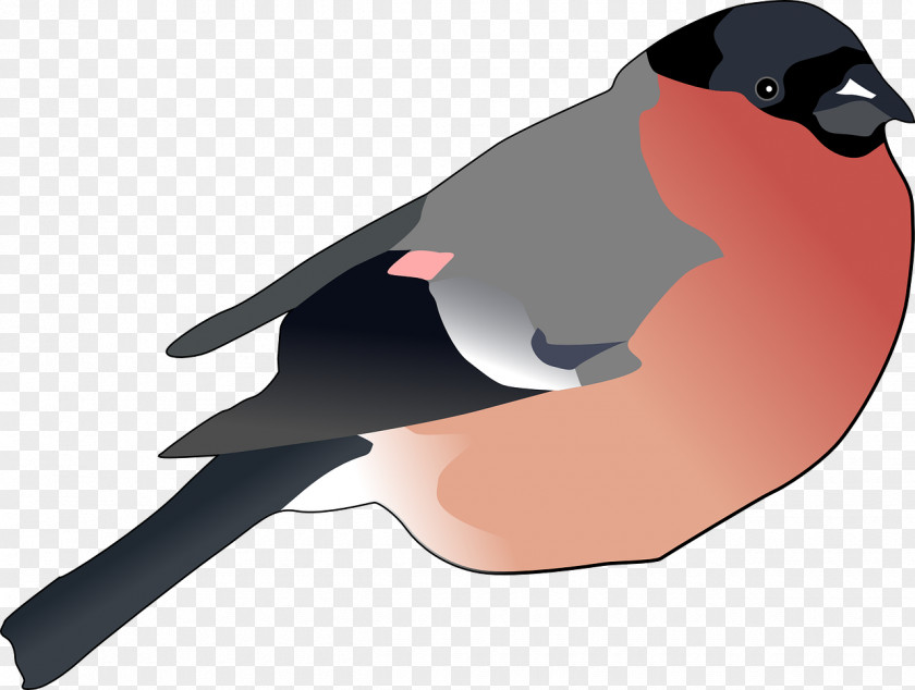 Bird Eurasian Bullfinch Clip Art PNG