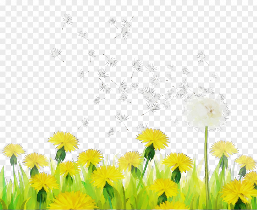 Daisy Petal Drawing Of Family PNG