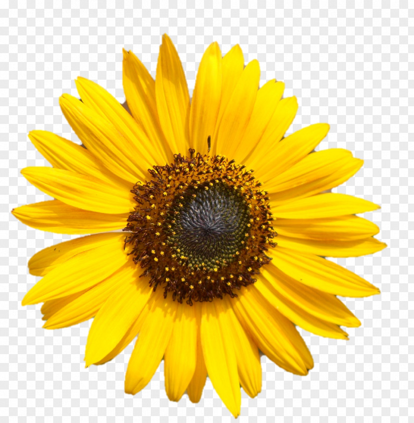 Flower Common Sunflower Image Yellow Stock Photography PNG