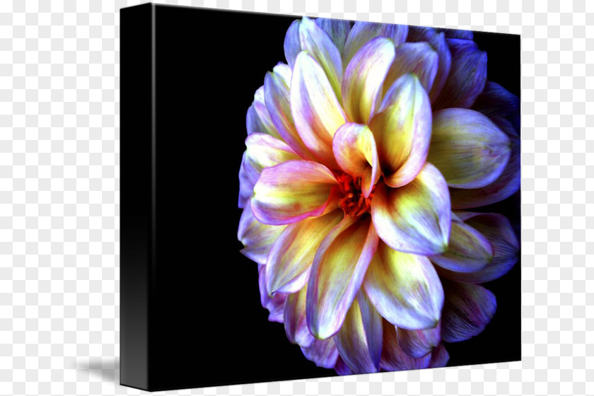 Light Dahlia Gallery Wrap Floristry Canvas PNG