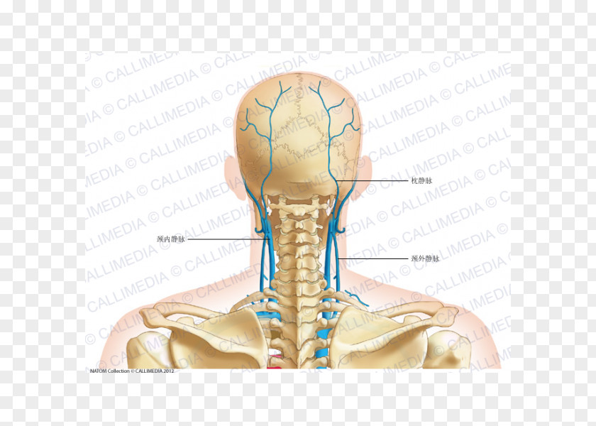Occipital Vein Thumb Posterior Triangle Of The Neck Head And Anatomy PNG
