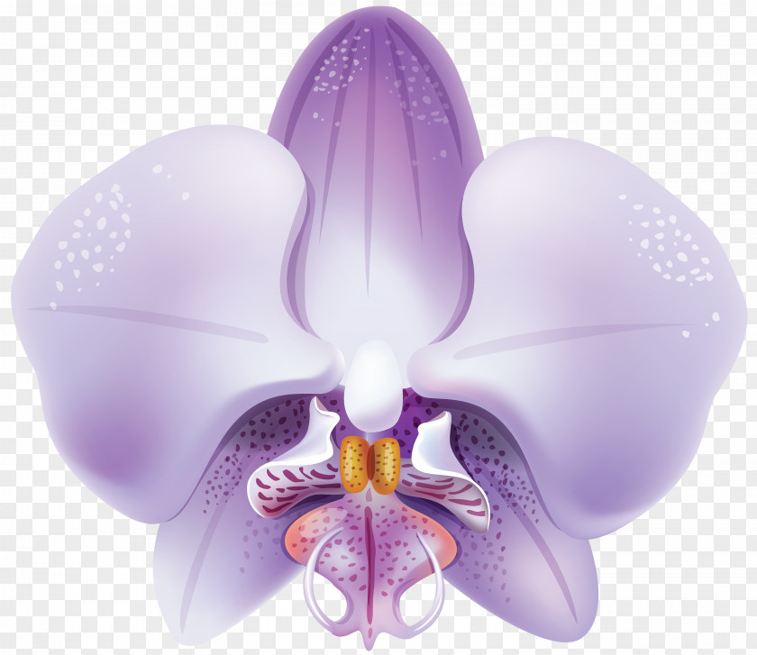 Orchid Orchids Flower Clip Art PNG