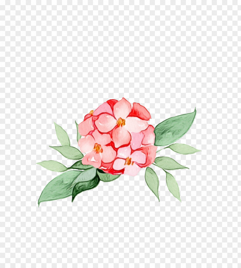 Peony Japanese Camellia Flower Plant Pink Flowering Petal PNG
