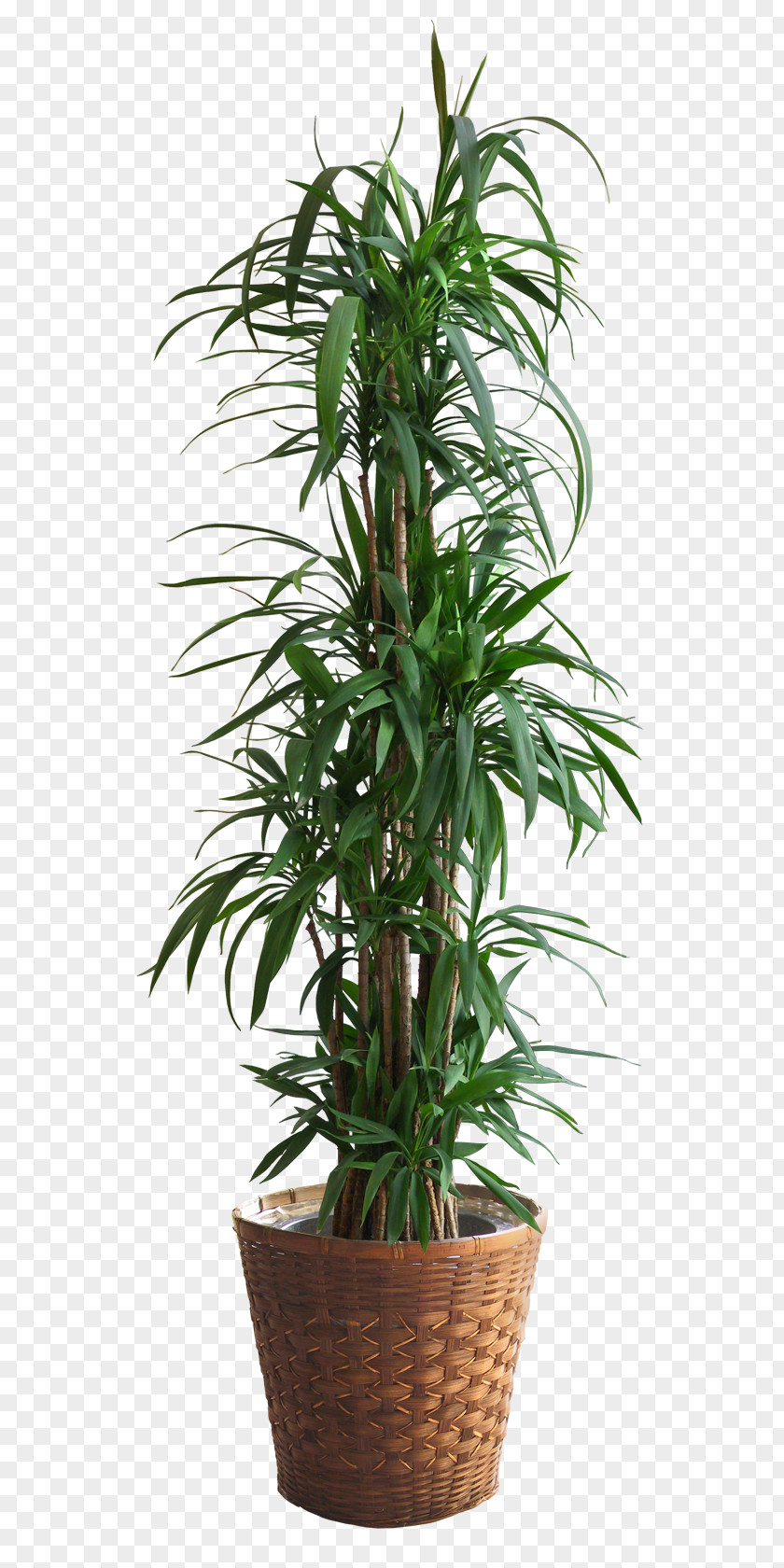 Potted Plant Populus Alba Nigra Tree PNG