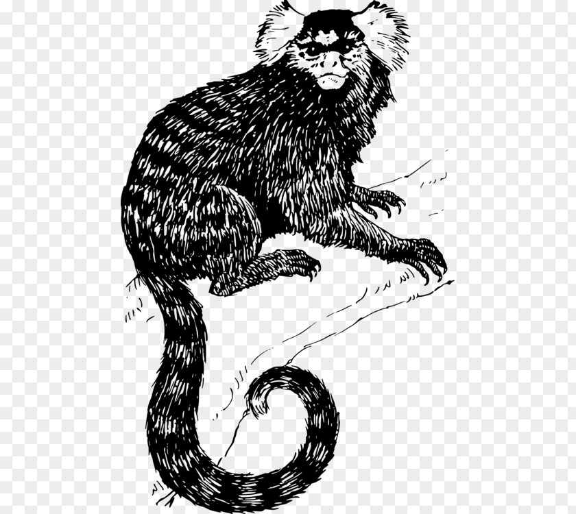 Tail New World Monkey Lion Drawing PNG