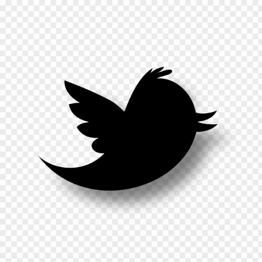 Bird Logo Social Media PNG