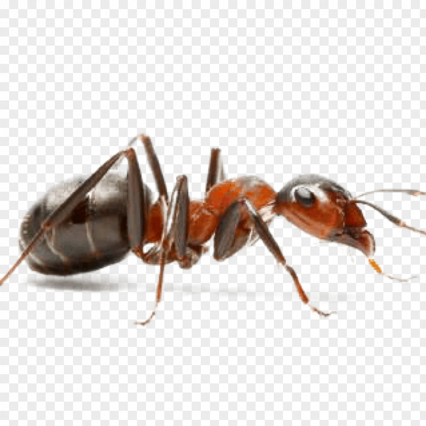 Insect Ant Pest Control Hymenopterans PNG