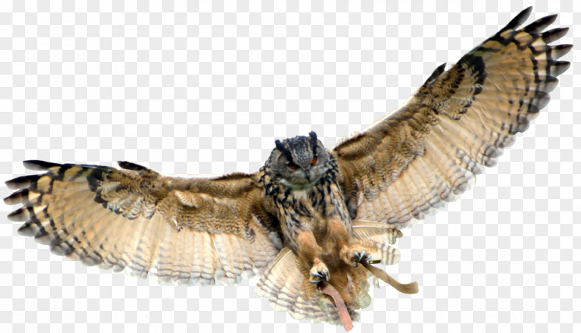 Owl Transparent Background Eurasian Eagle-owl Great Horned PNG