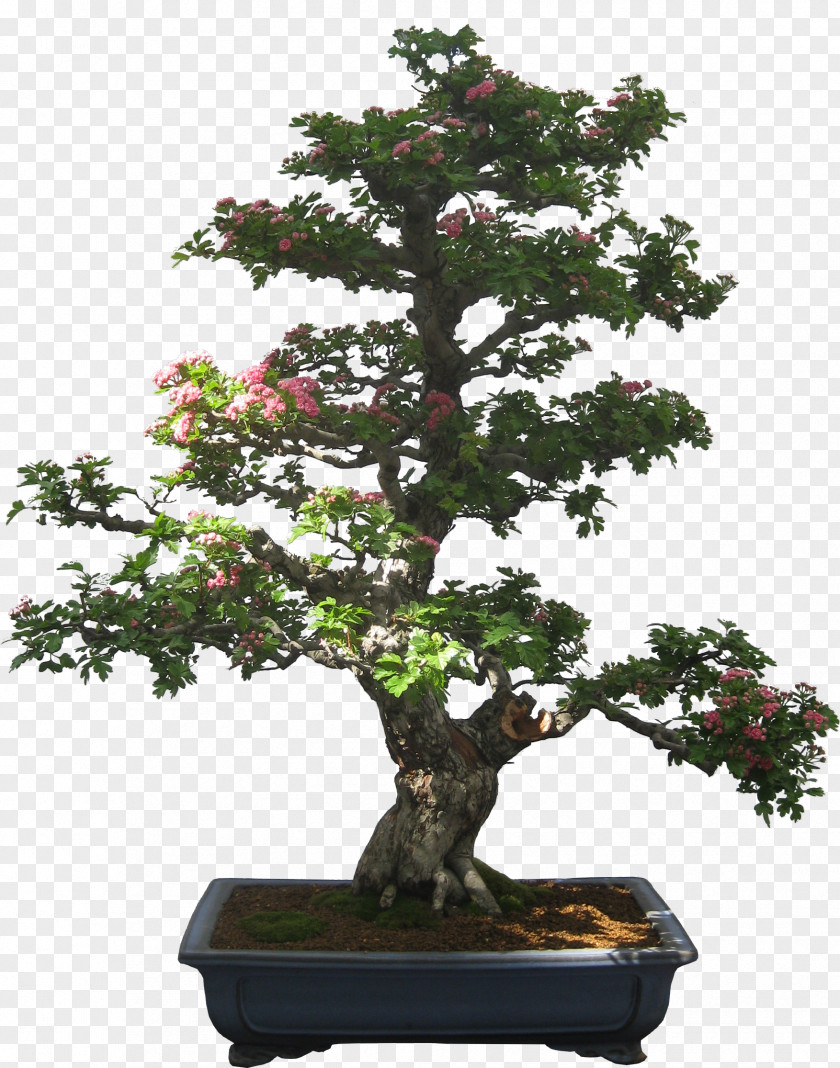 Tree Creating Bonsai Clip Art PNG