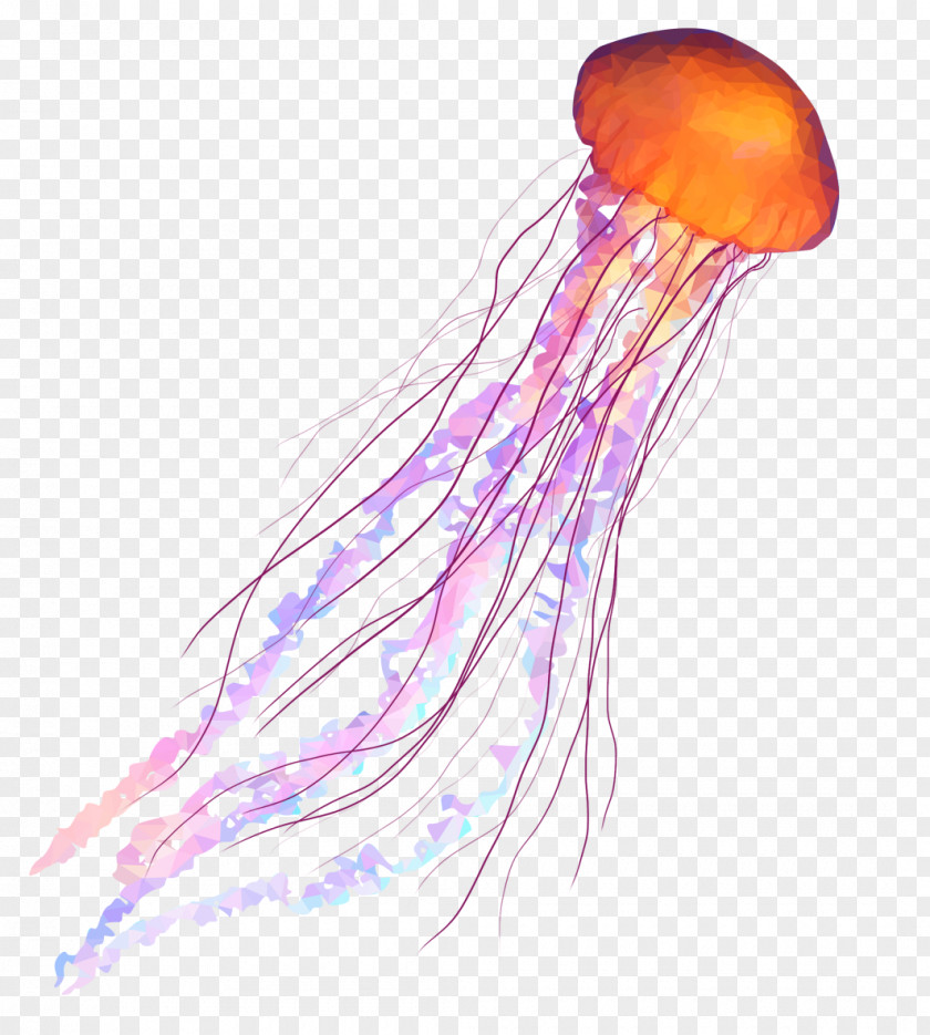 Watercolor Jellyfish Box Coelenterata Aquatic Animal Soft-bodied Organism PNG