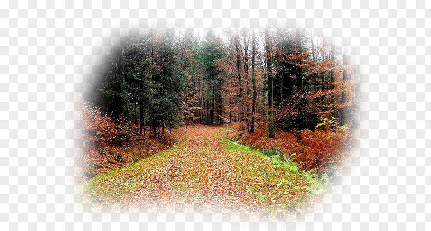 Winter Road Temperate Broadleaf And Mixed Forest Woodland Nature Reserve Tree PNG