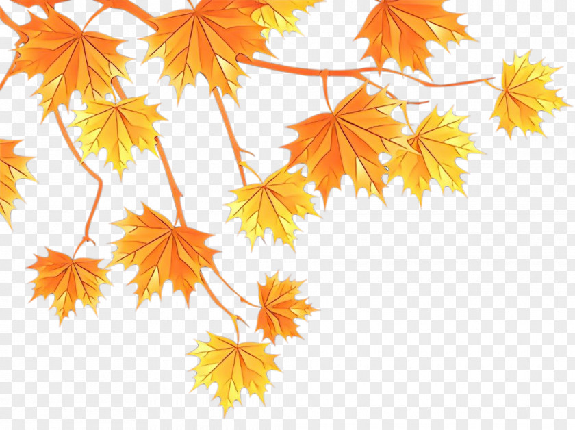 Autumn Maple Leaf PNG