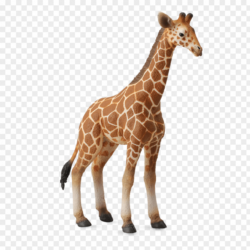 Girrafe Calf Reticulated Giraffe Collecta Animal Figurine PNG