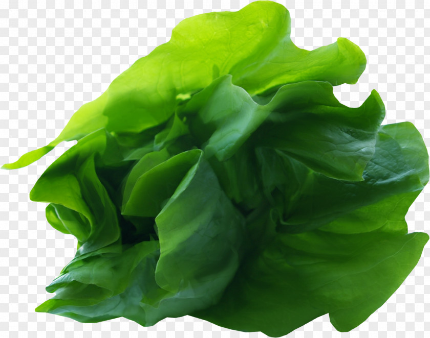 Green Leaf Vegetables Romaine Lettuce Vegetable PNG