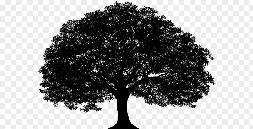 Oak Tree Drawing Silhouette Vector Graphics Image PNG