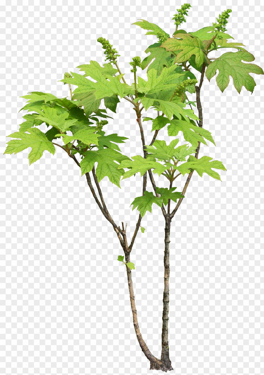 Tree Plant Leaf Branch PNG