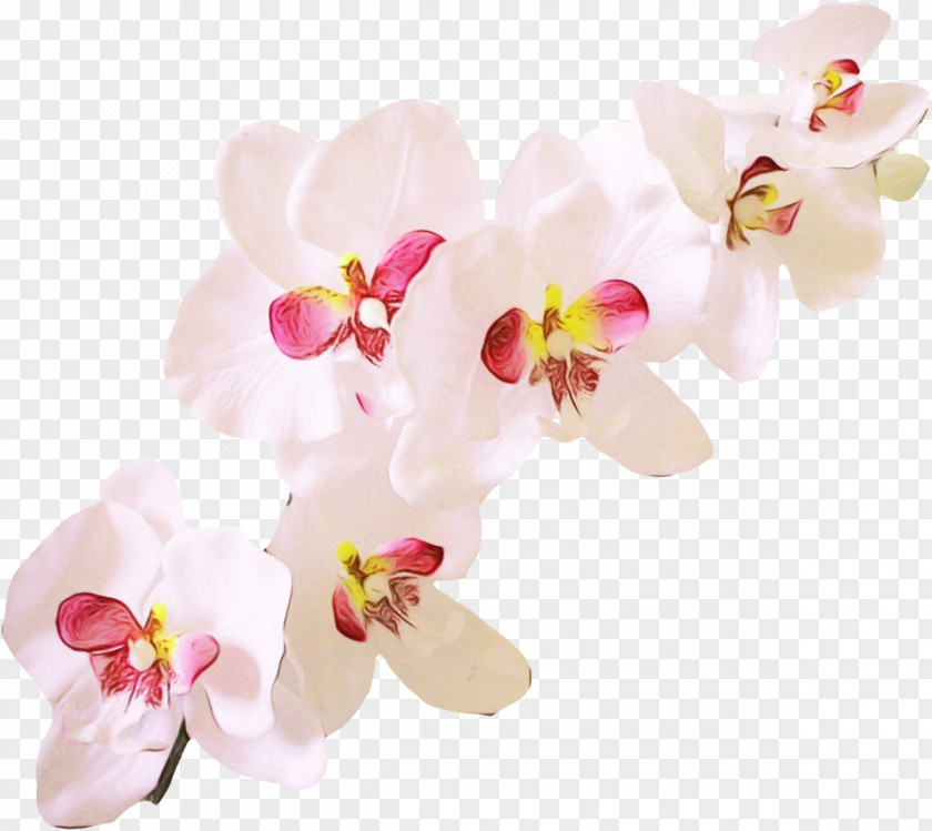 Blossom Cut Flowers Flower Flowering Plant Moth Orchid Petal Pink PNG