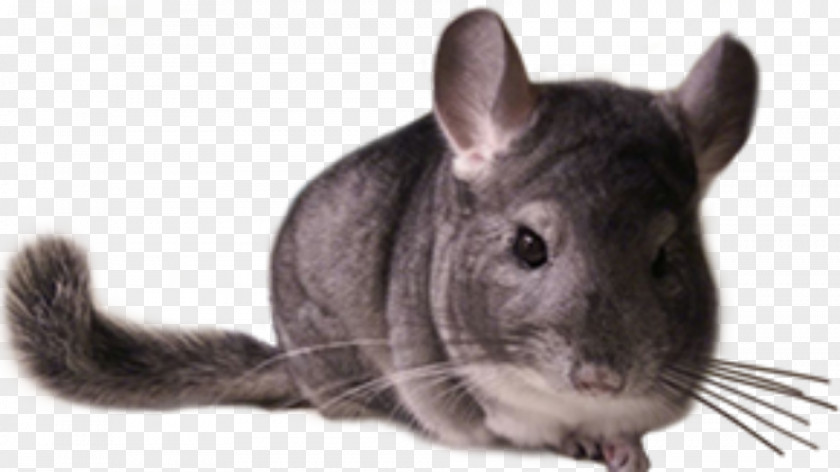Chinchilla Care Rodent Whiskers Fur PNG