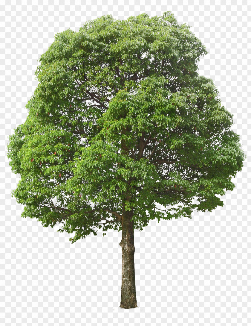 Lush Tree Top Oak Clip Art PNG
