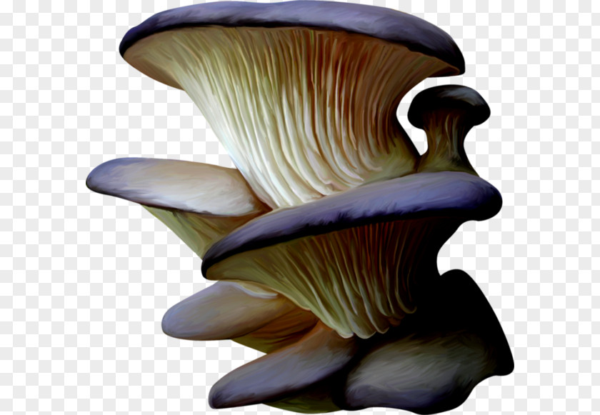 Mushroom Pleurotus Eryngii Organism PNG